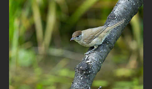 Mönchsgrasmücke (Sylvia atricapilla)