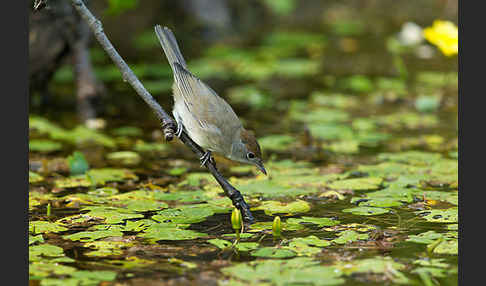 Mönchsgrasmücke (Sylvia atricapilla)