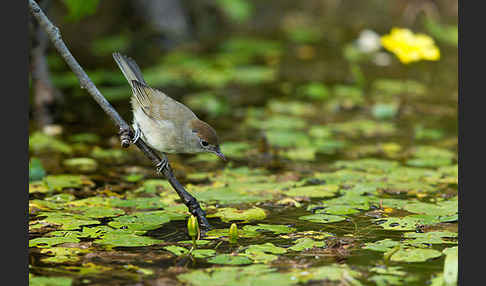 Mönchsgrasmücke (Sylvia atricapilla)