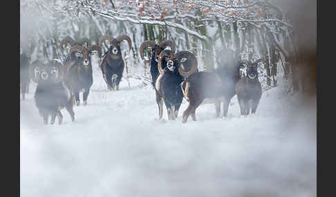 Muffelwild (Ovis ammon musimon)