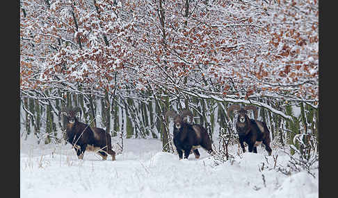 Muffelwild (Ovis ammon musimon)