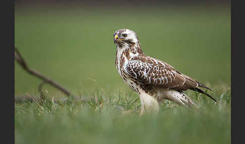 Mäusebussard (Buteo buteo)