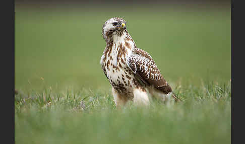 Mäusebussard (Buteo buteo)