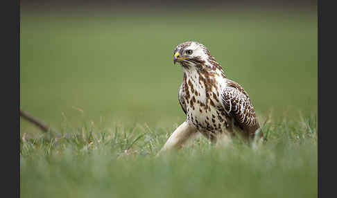 Mäusebussard (Buteo buteo)