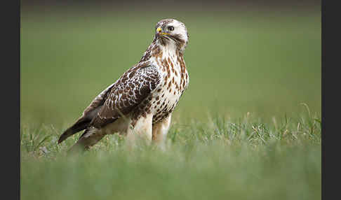 Mäusebussard (Buteo buteo)