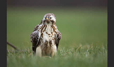 Mäusebussard (Buteo buteo)