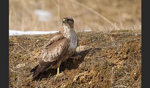 Mäusebussard (Buteo buteo)