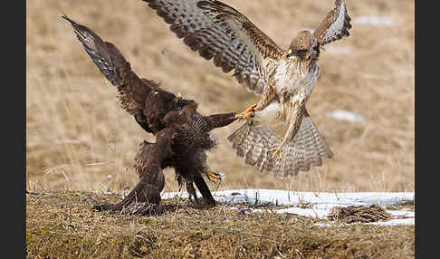 Mäusebussard (Buteo buteo)