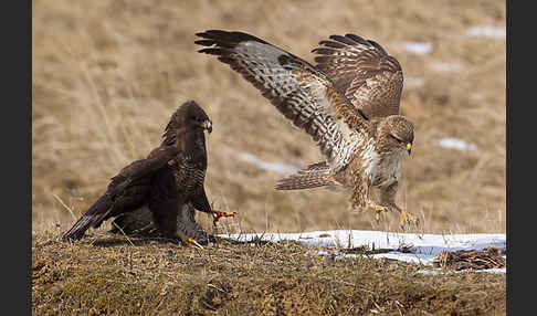 Mäusebussard (Buteo buteo)