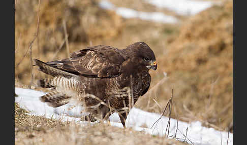 Mäusebussard (Buteo buteo)