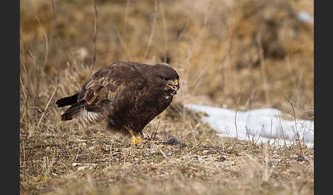 Mäusebussard (Buteo buteo)