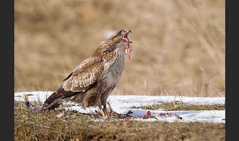 Mäusebussard (Buteo buteo)