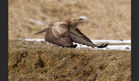 Mäusebussard (Buteo buteo)