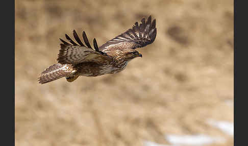 Mäusebussard (Buteo buteo)