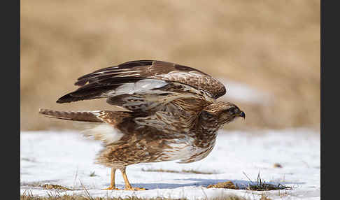 Mäusebussard (Buteo buteo)