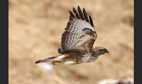 Mäusebussard (Buteo buteo)