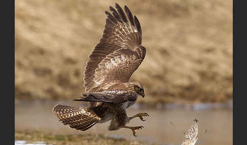 Mäusebussard (Buteo buteo)