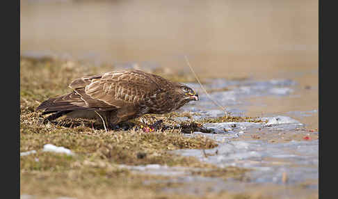 Mäusebussard (Buteo buteo)