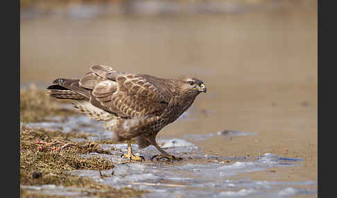 Mäusebussard (Buteo buteo)