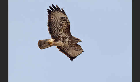 Mäusebussard (Buteo buteo)