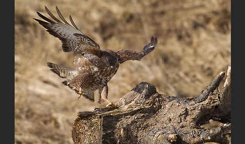 Mäusebussard (Buteo buteo)