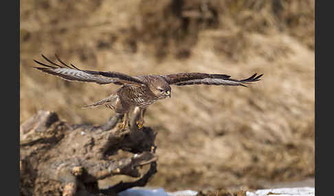 Mäusebussard (Buteo buteo)