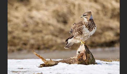 Mäusebussard (Buteo buteo)