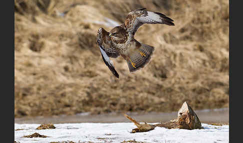 Mäusebussard (Buteo buteo)