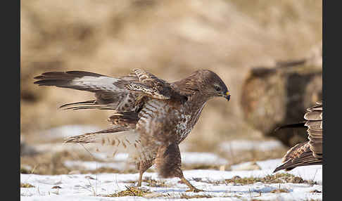 Mäusebussard (Buteo buteo)