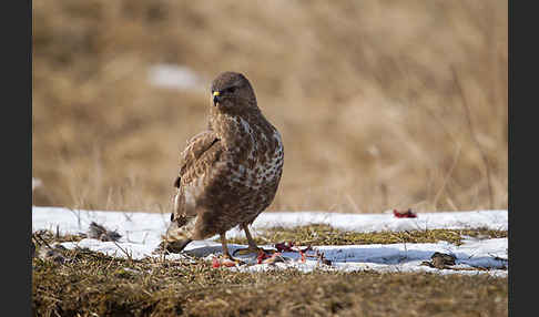 Mäusebussard (Buteo buteo)