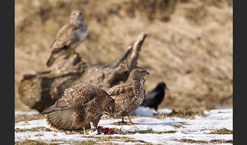 Mäusebussard (Buteo buteo)