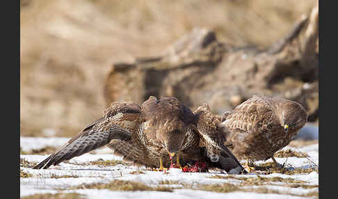 Mäusebussard (Buteo buteo)