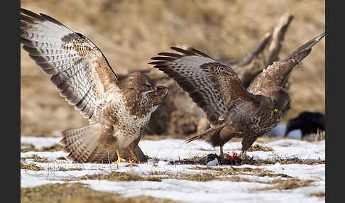 Mäusebussard (Buteo buteo)