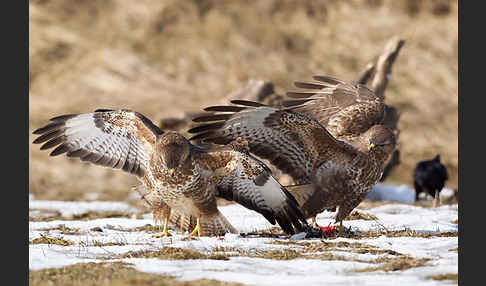 Mäusebussard (Buteo buteo)