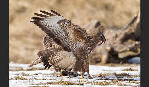 Mäusebussard (Buteo buteo)