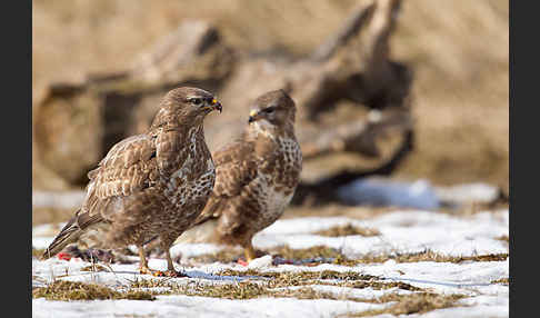 Mäusebussard (Buteo buteo)