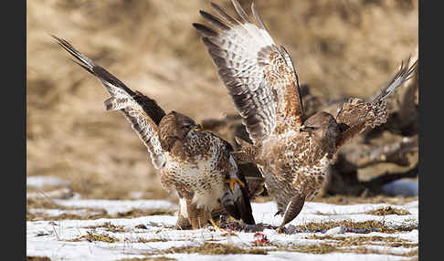 Mäusebussard (Buteo buteo)