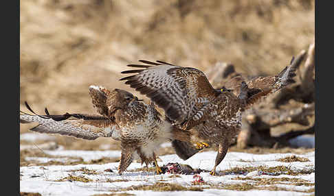 Mäusebussard (Buteo buteo)