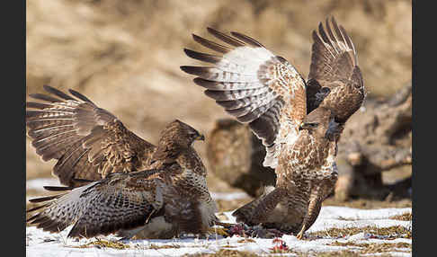 Mäusebussard (Buteo buteo)