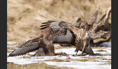 Mäusebussard (Buteo buteo)