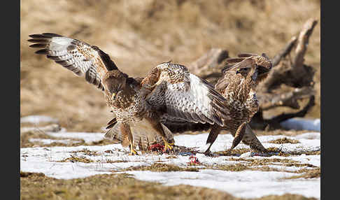 Mäusebussard (Buteo buteo)