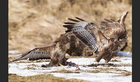 Mäusebussard (Buteo buteo)