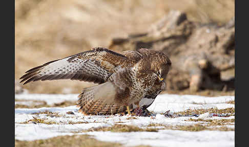 Mäusebussard (Buteo buteo)