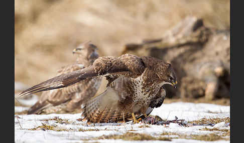 Mäusebussard (Buteo buteo)