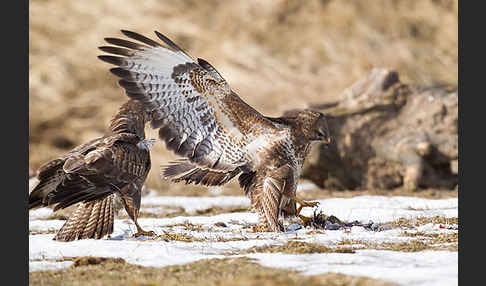 Mäusebussard (Buteo buteo)