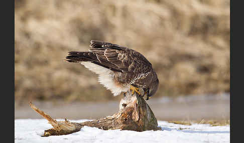 Mäusebussard (Buteo buteo)