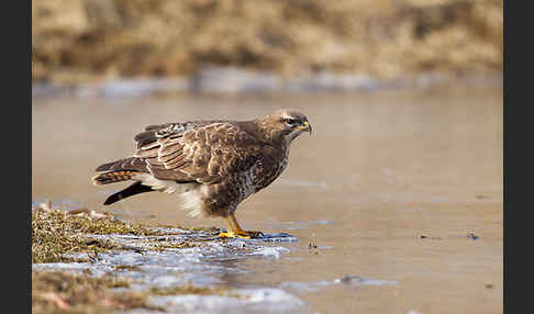 Mäusebussard (Buteo buteo)