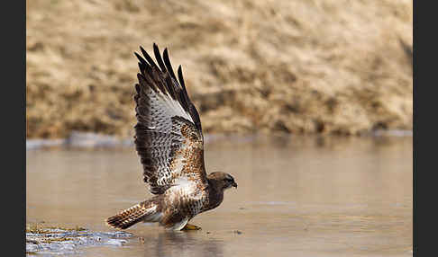 Mäusebussard (Buteo buteo)