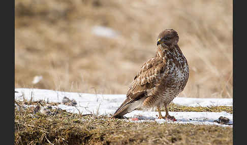 Mäusebussard (Buteo buteo)