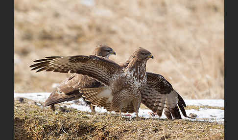 Mäusebussard (Buteo buteo)